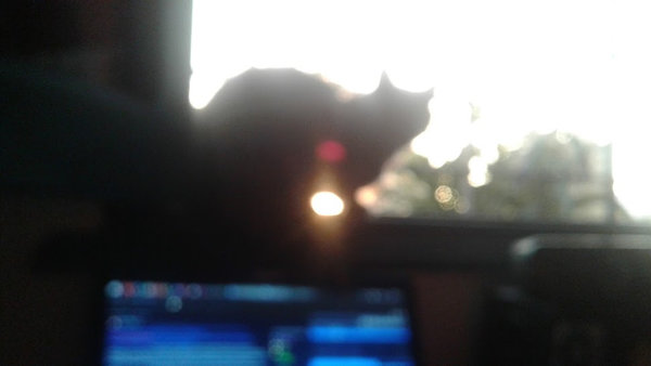 imagen difusa de parte de una pantalla de notebook y una gata en la ventana.
